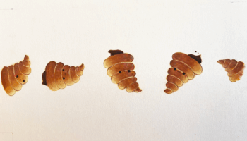 おすすめ絵本『コロネのおしりはどっち？』は絵本作家の祐彩（ゆうせい）の絵本